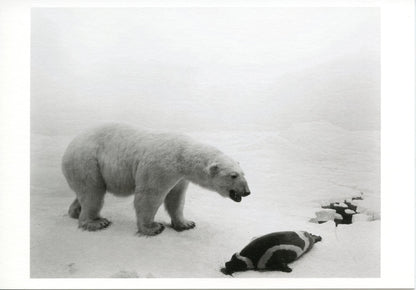 Postcard　Hiroshi Sugimoto　Polar Bear