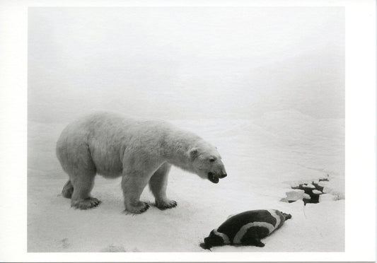 Postcard　Hiroshi Sugimoto　Polar Bear