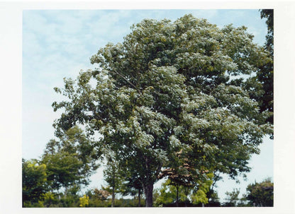 Risaku Suzuki – Postcard – Etude10, F-5