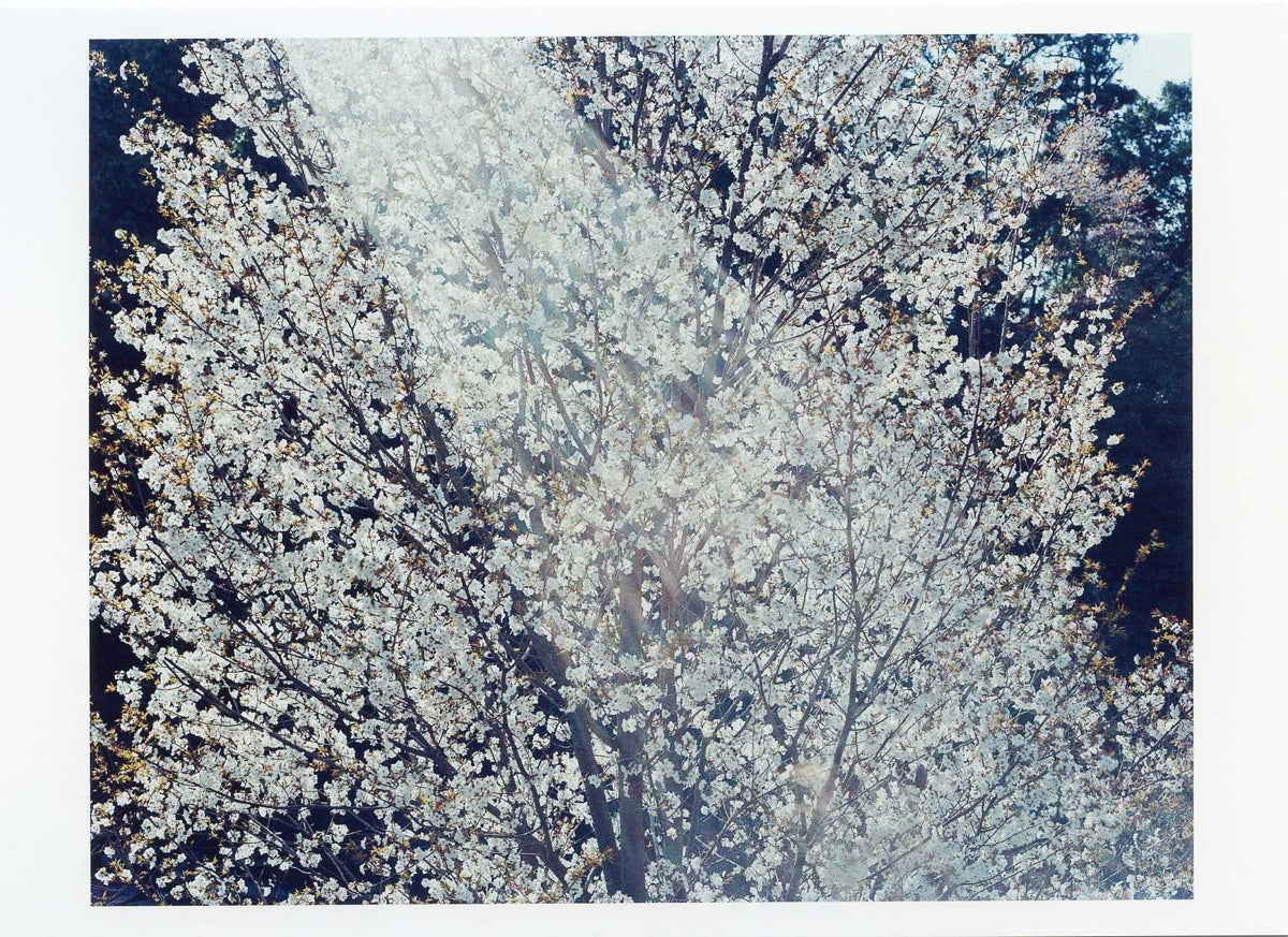 Risaku Suzuki – Postcard – SAKURA10,4-45