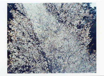 Risaku Suzuki – Postcard – SAKURA10,4-45