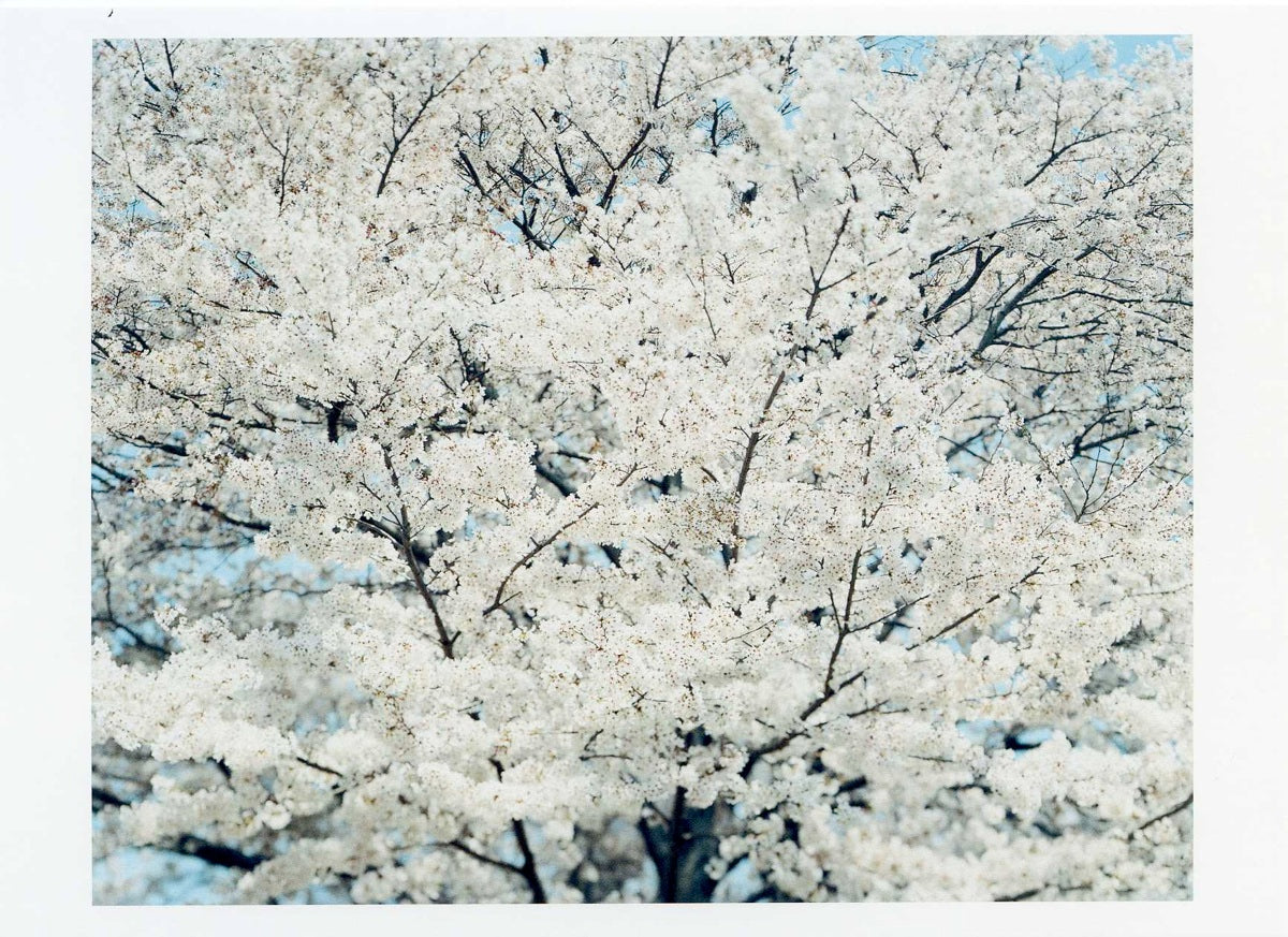Risaku Suzuki – Postcard – SAKURA14,4-33