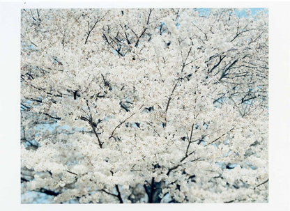 Risaku Suzuki – Postcard – SAKURA14,4-33